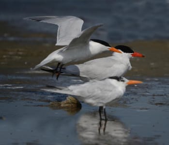 Note the difference between the breeding Caspian in back and the hover ing Royal, also in breeding plumage. In front is a winter-plumaged Royal.