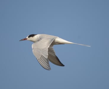 Common Terns are often around in flocks at this time, usually in the process of attaining their red bill base and red legs. Their primaries are darker than the Forster’s, like the one that’s in the middle of the Commons below. They have orange where Commons have red.
