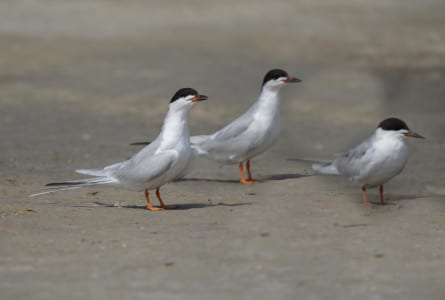Here you see a Common Tern on the right with two Forster’s on the left. Note the color of the bill and legs and the shady underside of the Common on the right. Notice these two are much smaller than the Caspian and Royal.