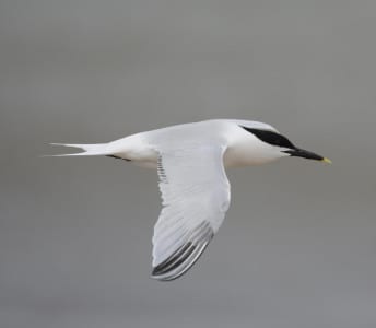 There are over twenty thousand pairs of Sandwich Terns nesting in Galveston Bay. They have a yellow tip on their black bill, and they join Royals going deep for food. Both are often seen in spring flying over the Island, on their way out and back for their youngsters.