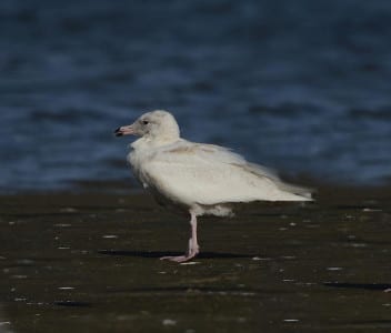 There are several species of white gulls that can be seen in North America, from the tiny Ivory Gull to this mammoth Glaucous Gull. It has a pink bill with black tip, as the vast majority of our records are immatures. Note the large, f lat head.