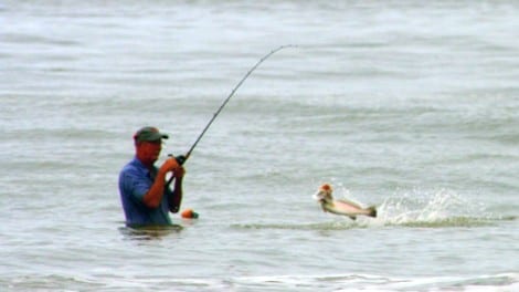 Trophy trout such as this 8-plus lunker are common in the surf