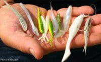 A handfull of the most popular lures used at night