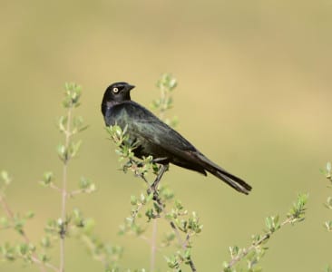 Brewer’s Blackbirds are all over the American West, while the very similar Rusty BB is disappearing. Brewers seem to like most open habitats, and in winter they range eastward in open fields and pastures. Both resemble grackles a bit but have a shorter tail, like a redwing but squared off.