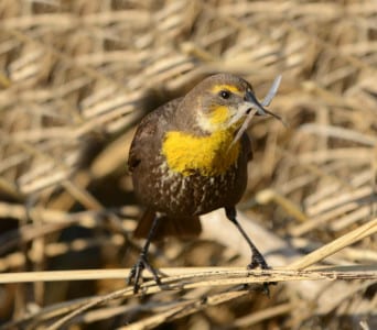Female xanthocephalus have a modest amount of yellow with a brown body. Birds of polygynous species have distinct roles, and nest building is reserved for the gals. Males are therefore stud, running off predators, and their songs cause the ovar ies of the females to produce ripe eggs. This species really takes to cattail marshes.