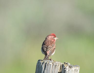 One of the House Finch lookalikes is the Cassin’s Finch, with a more robust head. They are common from the Yellowstone area to the Pacific, and are even more like the Purple Finch than House Finches. All these have females with great camouflage to nest-sit, with some of them singing as if they were males.