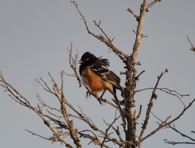 Several species of towhees occur in the West, with this Spotted Towhee being especially common. They are rather similar to the Eastern Towhee many of you know, like from Florida. There are several species of unremarkable towhees from the Desert Southwest to California, a bit like thrashers.