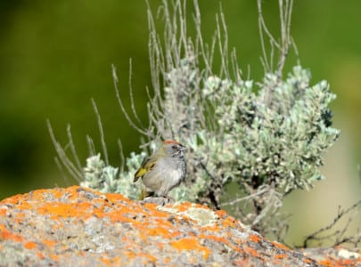 Green-tailed Towhees are the “other” towhee in much of the West. Sandwiched between orange lichen and a sage, it tells the story of their habitat. They may be heard singing in rocky canyons throughout much of the West, but are far less conspicuous than Spotted Towhees. They are also much smaller and remind me a bit of Olive Sparrows.