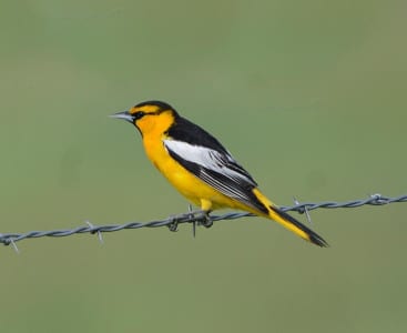This is the Bullock’s Oriole, found over much of the Amer ican West, and wandering eastward on occasion in winter. The thin, black lines through the eye and throat are diagnostic, p lus the large, white wingpatch. There are also other species of more tropical orioles in the Desert Southwest as well as South Texas.