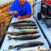 B.J. Jackson of Baytown TX fished the night-shift with live croaker to catch this tailgate mess of trout