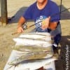 Fredricksburg TX angler Paul Hayes fished the night-shift with Berkley Power baits on the 2 am tide to catch these specks