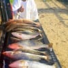 Houston angler Johnny Scott night-fished with live shrimp to tailgate this limit of specks with two reds