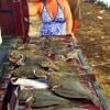 Linda Russom and Chris Biggs of West Memphis Ark Tallied up 13 flounder and one speck on their 2 day campout