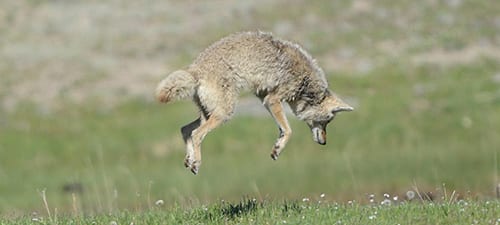 Coyote (jumping for a ground squirrel unsuccessfully)