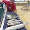 Sea Pony angler Gary Fruge tailgated these nice specks from the surf with 808 MirrOlures
