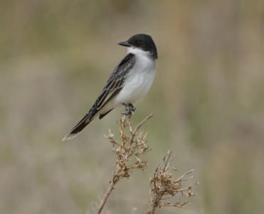 To what family does the Eastern Kingbird belong?