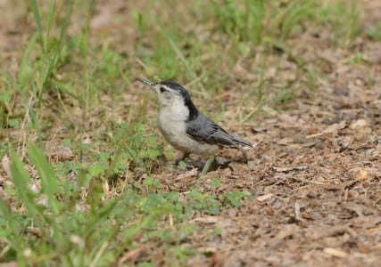 Holarctic. White-breasted Nuthatches live in both ends of the Country but are missing in much of the Great Plains. How come?