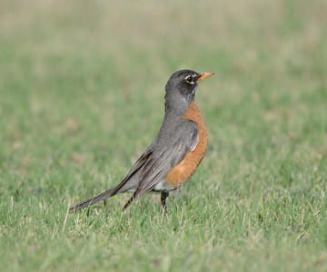 You guessed it! Because of the absence of trees! This is our American Robin, our largest thrush. In what family is the robin of Europe?