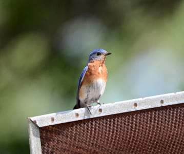 The lovely little robin of Europe is a flycatcher (Muscicapidae, I believe). True or false: The population of Eastern Bluebirds has dropped significantly in the last half-century.