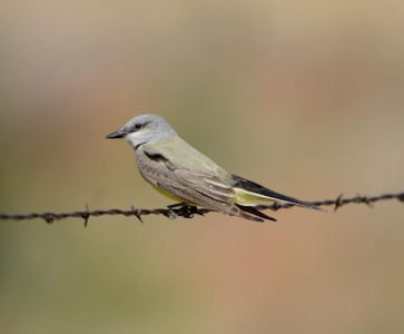 Flycatchers, Tyrannidae. What is the easiest was to tell this Western Kingbird from the other yellow-bellied kingbirds?