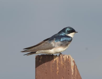 Juvenile plumage. Tree Swallows nest over much of the Lower 48, opting for boxes rather than the bridges and overpasses many swallow species prefer. Q- What color are female Tree Swallows?