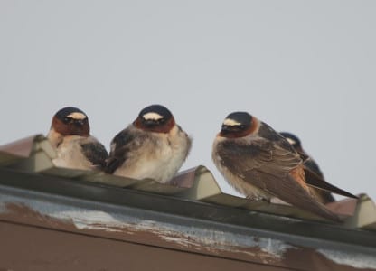 Bank Swallow; and they nest colonially in sheer cliffs of dirt (banks). Chicks are only susceptible to climbing rat snakes, therefore known as “bank robbers.” ;) This is a small group of Cliff Swallows. How do you know by their plumage they are not Cave Swallows?