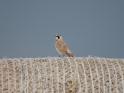 Cave Swallows have dark garnet foreheads, not the light, buffy color. Why is this Horned Lark singing from this bale of hay? A. He did it for a lark. B. Cylindrical objects like bales and fallen trees echo their songs further. C. Where there are no tall vegetation, bales are the tallest places to sing without the typical singing from the air larks usually do. D. Hay has bugs in it the lark can catch. Answer: C. 