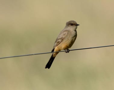 Phoebes and the rest of the flycatchers are Suboscines, separated from the Oscines by the structure of the syrinx (a great scrabble word). What is this little brown beast and where do they live? 