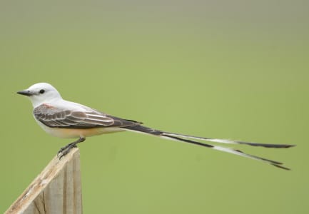 Say’s Phoebe and drier areas of Western North America. In how many states in the Lower 48 have Scissor-tailed Flycatchers been recorded? a) Three Great Plains States; b) Twelve States in the middle of the Country; or, c) Nearly every State in the Lower 48.