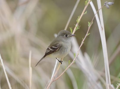 This is the Willow Flycatcher, easily told by call from the Alder Flycatcher that nests further north. This little gray guy is the Least Flycatcher, nesting in many of the same forests as the preceding Willow Flycatcher. Other than the voice, what is the best field mark?