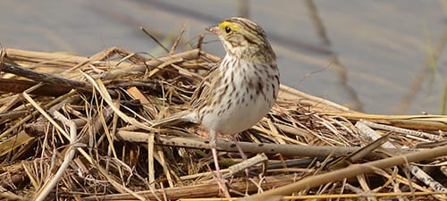 Savannah Sparrow: Winters all over the South and breeds over much of the northern tier of the Lower 48. Streaked with yellow spot called “lore” in front of the eye. Often has a hint of a breast spot, makes chips frequently. Prefers fields to wooded areas and is often seen flying off roadsides.
