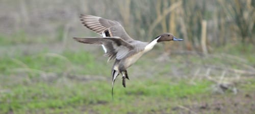 You gotta love pintail in the air, and I’m gonna keep showing them until you do.