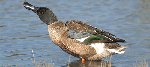 Here’ a shoveler in changing plumage, morphing from the female- like winter plumage into their breeding colors. Notice how much the wings look like a Blue-winged Teal’s wings (or Cinnamon). Shovelers can get pretty tame as hunters are reticent to shoot them, given their food makes them taste like a day-old burrito.