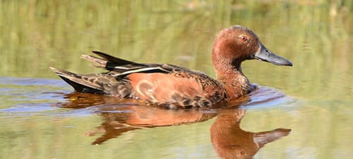 Here’s a lovely Cinnamon Teal with another one swimming beneath him upside down.