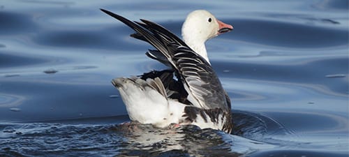 Speaking of wings, this Blue Goose (now officially “Snow” Goose) has a broken right wing, no doubt from an earlier hunting episode. Most cripple birds aren’t long for this World but geese are large and smart. You can see the curvature of the culmen, allowing for this species to rip up near-aquatic vegetation.