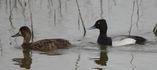 The still-common Lesser Scaup isn’t as abundant as it once was but is still seen in our area in winter in shallow bays and estuaries. Males have dark heads and light backs and females have the white face. Greater Scaup nest much farther north, so in summer, this is the only game in town.
