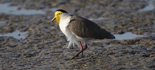 Another off-beat plover is the Masked Lapwing, with the curious yellow skin on the face. These are largely grassland birds but are very tame on beaches, athletic fields and even yards. On the Cairns Esplanade they walk the low tide flat picking up stranded marine invertebrates, often mixing with people during high tide hours.