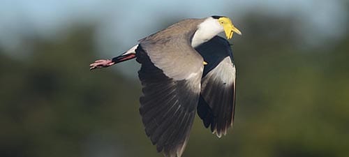 Lapwings aren’t all fun and games. This male is displaying his weapons while flying, the spur you see in the bend of each wing. These are used for fighting rival males and serious damage may be inflected during their rut. The face may add to their scariness, and notice the cornea around the pupil is as yellow as the flaps.