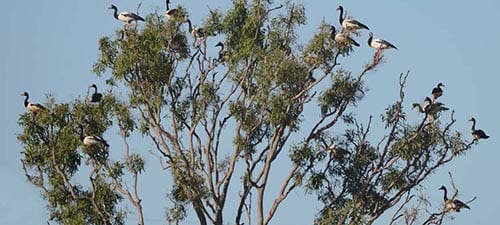This Eucalyptus looks like a Christmas tree with Magpie Goose ornaments. This goose is quite abundant in many parts of Australia but is quite unrelated to other geese found around the World. The words magpie or pied refer to a black&white coloring, which an awful lot of Australian birds wear.