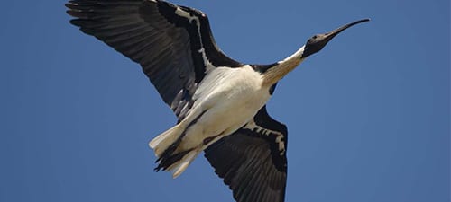 Here is a Buff-necked Ibis overhead.