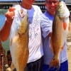Father and son, Ben and Eugene Maniscalo of Spring TX took these nice slot reds on finger mullet and croaker