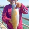 Hector Medina of Houston nabbed this nice slot red while fishing live shrimp
