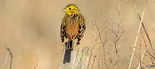 The Yellowhammer is one of the most colorful birds in a country without many bright species. They are an openland species, often seen along the coast and open fields. Is that garnet and gold I see? Curiously, the name “yellowhammer” is a nickname (vernacular) for the flicker, the State Bird of Alabama.