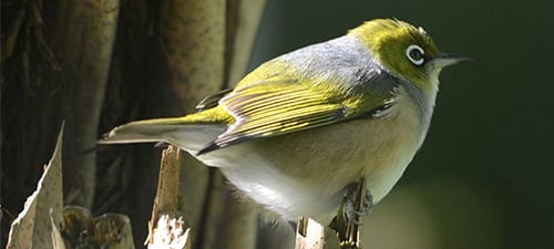 He White-eye (or Silver-eye) is a small insectivore that’s common in New Zealand and a decent-looking little bird. Their white eyering, color and build bring to mind kinglets in our winter days. The family of White-eyes is widely distributed over the Pacific Basin but not in the New World (Americas).