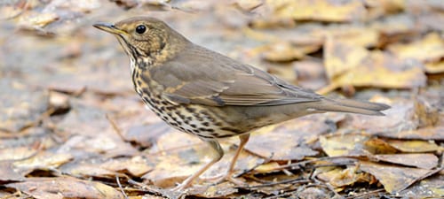 The Song Thrush is well named, issuing lovely melodies reverberating up and down the streets of most rural neighborhoods. This species could easily be called a Swainson’s Thrush – although it might be a little too spotted on the belly (and maybe needs a better eyering). It is curiously not in the familiar genus of transient thrushes we get, but rather Turdus, that of our robin. Go figger.
