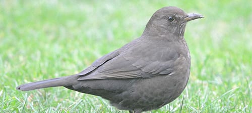 Female Robins are more brown than black, and probably blend on the nest better. She has no cleaner beak than the males, tho, but her brown plumage might hide the rime better! I am amazed how much this bird looks like a plump female Brewer’s Blackbird, found all over the American West.