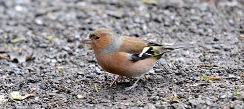 Chaffinch are beautiful seed-eaters found over much of NZ, even the islands toward the Antarctic. They are at home in the higher mountains as well, and often form large flocks of sexually segregated birds. Like many other introduced species, these are all over the cities, perhaps the reason the Brits brought them to NZ.