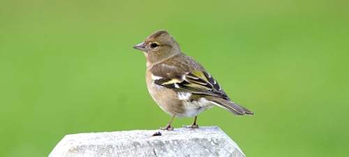 Here’s the female Chaffinch.