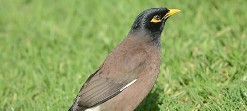 Common Mynas are spread over much of Eurasia (and Miami) and are firmly established in NZ and eastern Australia. They are chunky like their starling relatives and also adept at imitating various bird calls. They work the open ground in yards and parks and are tame and abiding.