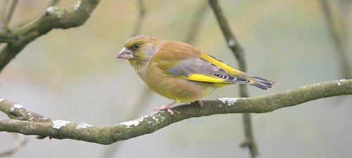 A small but robust finch that’s less conspicuous than others like Chaffinches is the quiet Greenfinch. They have not been as successful a colonizer as many species and are less common on islands as most others. They do have lovely flash colors in their wings and when singing, are pleasant.